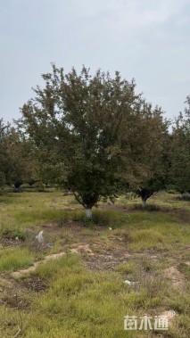 22公分绚丽海棠