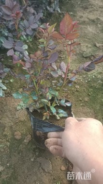 高度20厘米大花月季