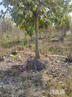 高度4厘米富贵榕