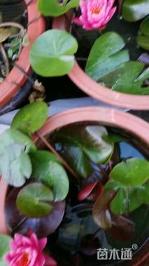 高度35厘米睡莲