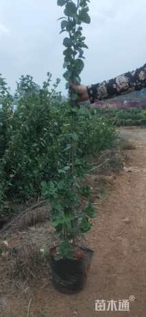 高度150厘米大叶黄杨