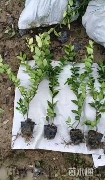 高度40厘米金森女贞小苗