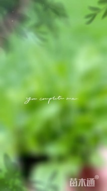 150厘米藤本月季