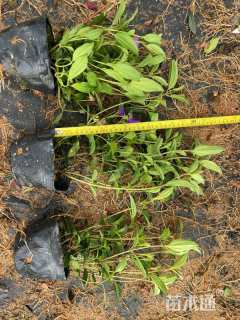 高度20厘米巴西野牡丹