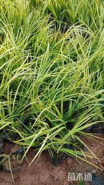 高度20厘米金线菖蒲