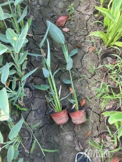 高度50厘米再力花