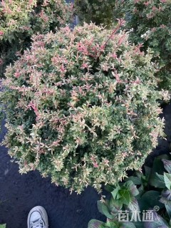 高度35厘米小丑火棘球