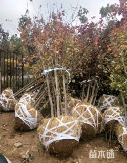 高度500厘米丛生美国红枫