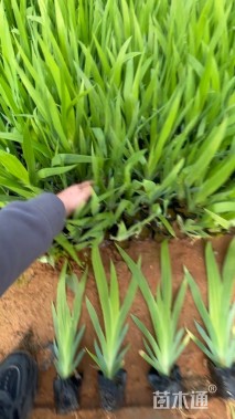 高度30厘米鸢尾