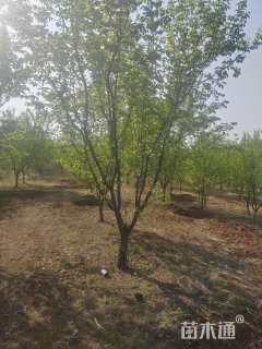 10公分杏树