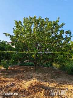 20公分(3杆)丛生香橼