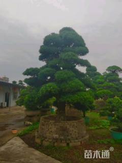 30公分造型日本罗汉松