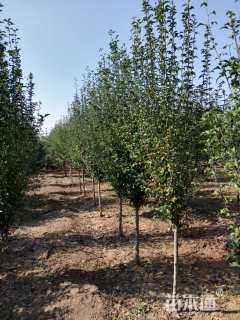 高度200厘米木槿