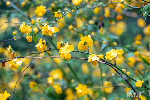 高度20厘米棣棠