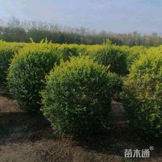 冠幅80厘米金叶女贞球