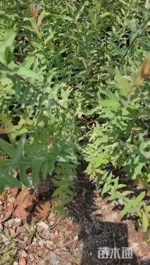 高度100厘米杞柳