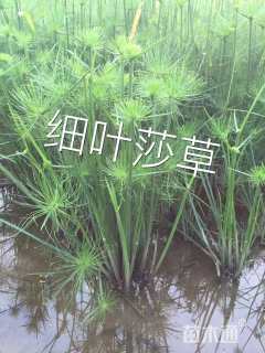 高度60厘米莎草