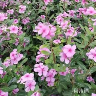 长春花种子长春花种子