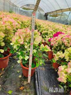 高度30厘米三角梅