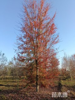 25公分美国红枫