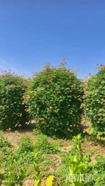 高度130厘米五角枫球