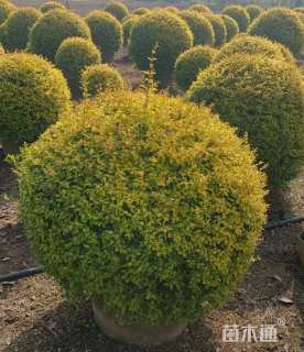 冠幅120厘米亮晶女贞球