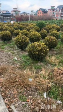 冠幅80厘米瓜子黄杨球