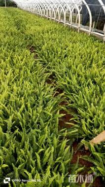 高度20厘米肾蕨