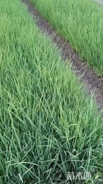 高度70厘米马莲