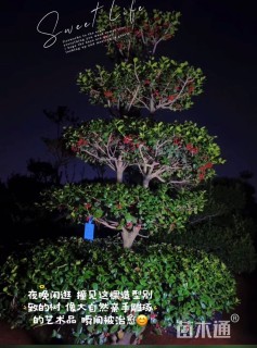 18公分无刺枸骨