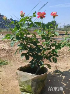 高度70厘米丰花月季