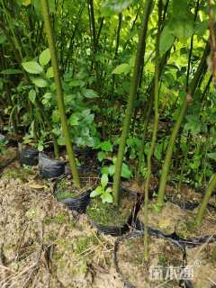 高度60厘米朴树小苗