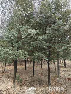 18公分弗吉尼亚栎