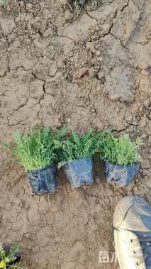 高度10厘米蓍草