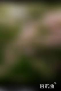 高度150厘米猥实