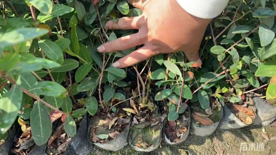 高度50厘米金丝桃