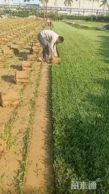 大叶油草