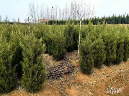 高度200厘米塔柏