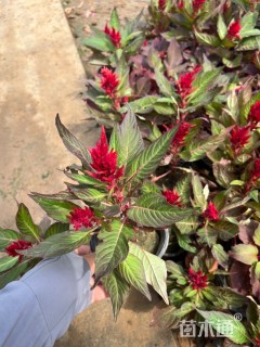 高度30厘米鸡冠花