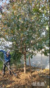 10公分彩叶豆梨