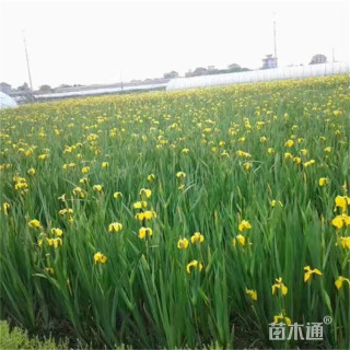 高度100厘米黄花鸢尾
