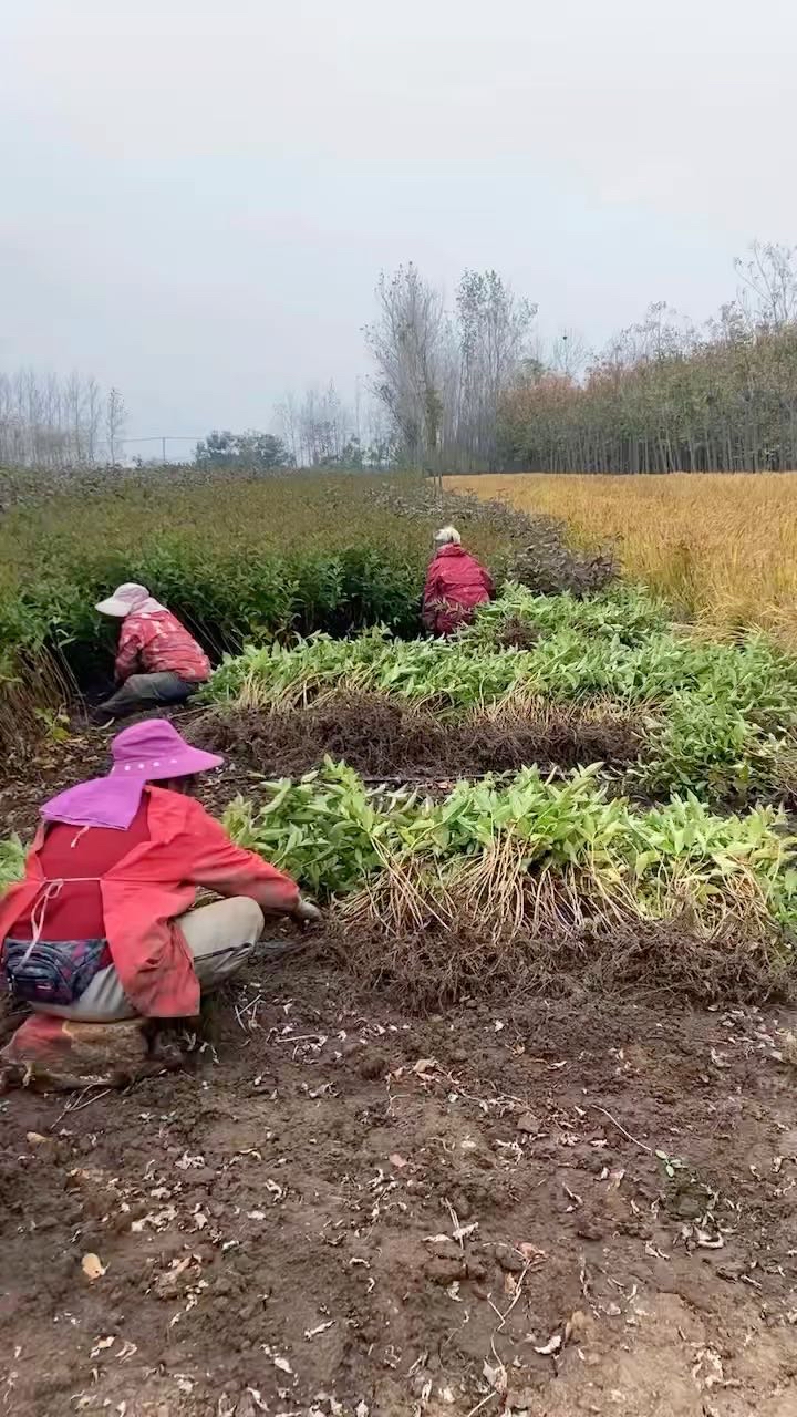 80厘米爬山虎