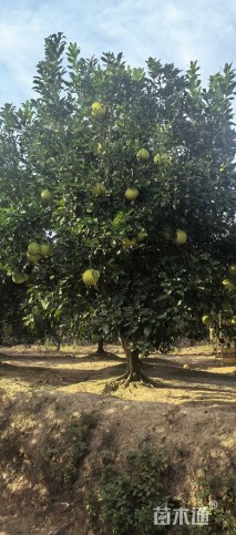 15公分胡柚