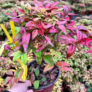 高度25厘米南天竹大杯