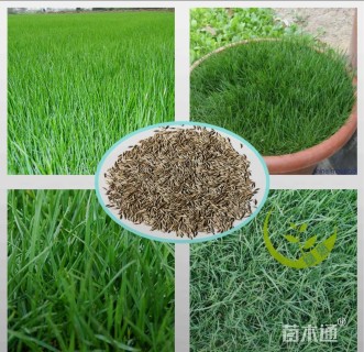 高羊茅种子高羊茅种子