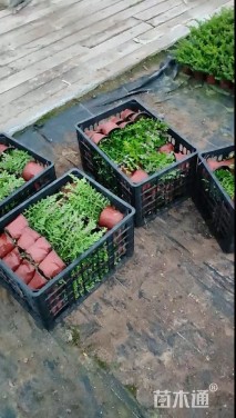 高度15厘米满天星