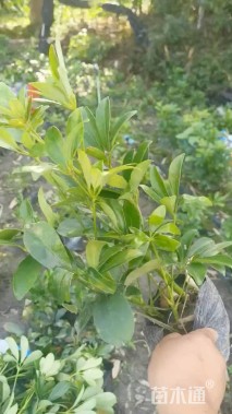 高度35厘米鸭脚木