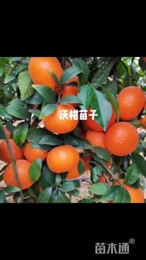 高度40厘米沃柑