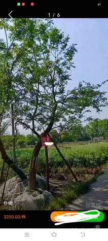 45公分(5杆)丛生朴树