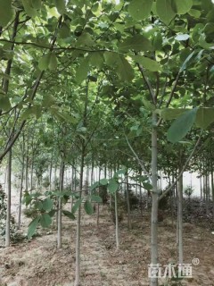 15公分白玉兰